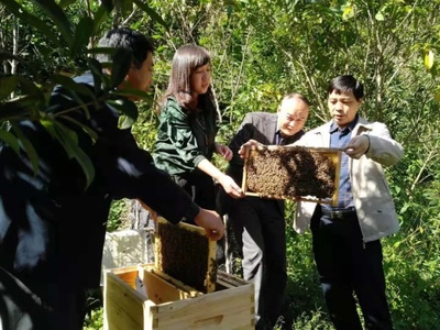生产优质蜂蜜的感想